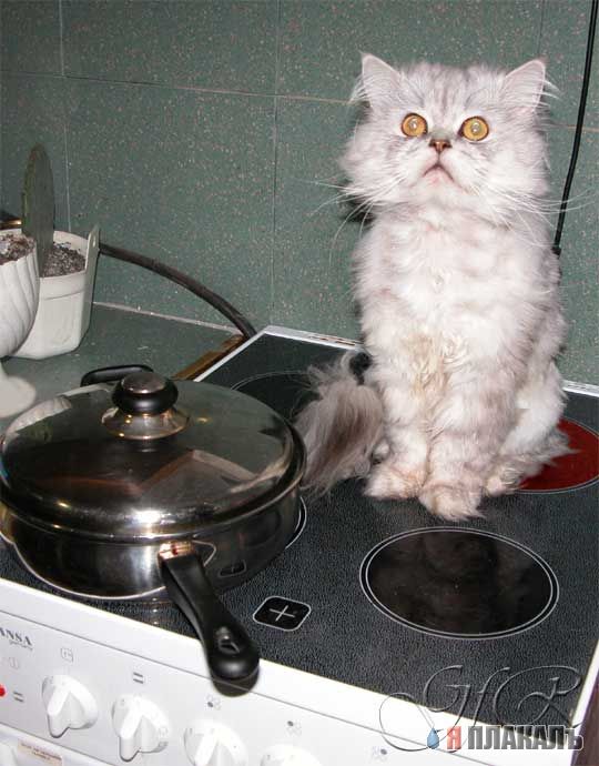 Коты, кошки, котята