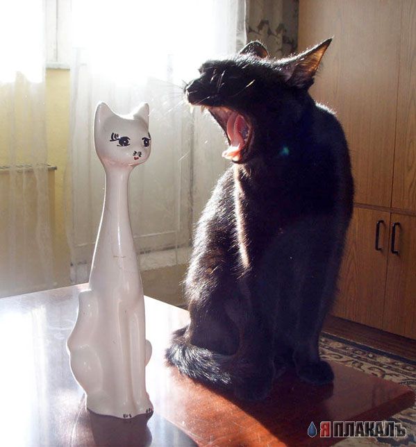 Коты, кошки, котята