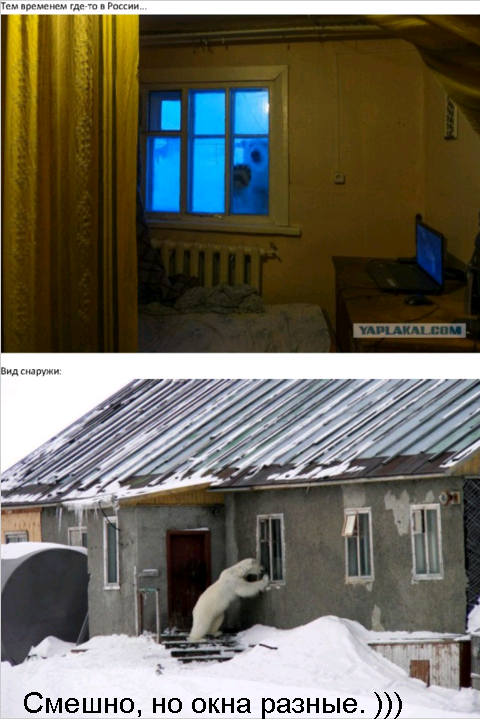 Иногда встречи с животными бывают очень неожиданными