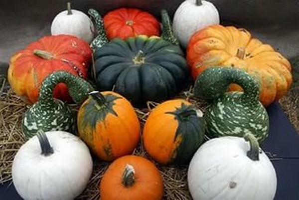Обед у кума Тыквы