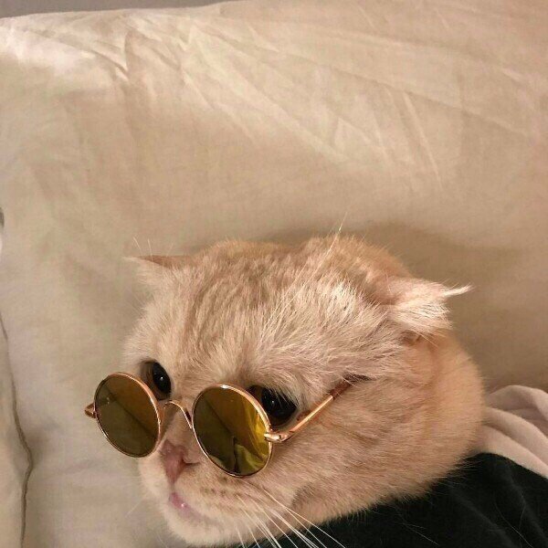 Коты и Кошки