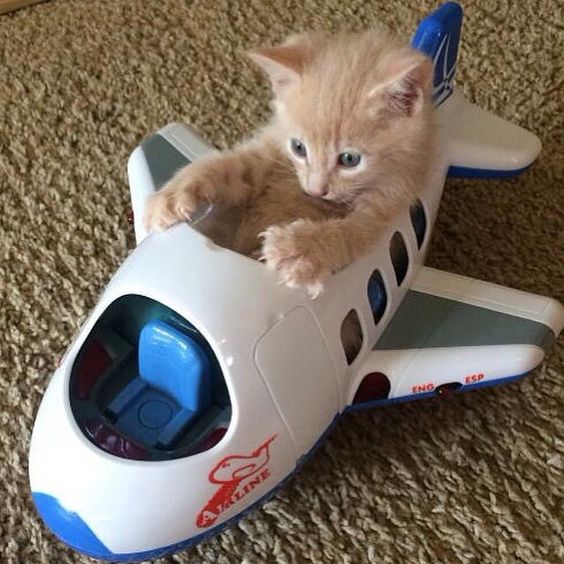 Коты и Кошки
