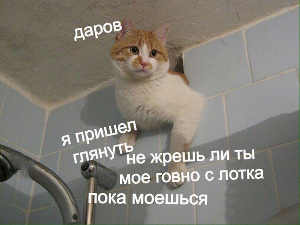 Субботняя деградация