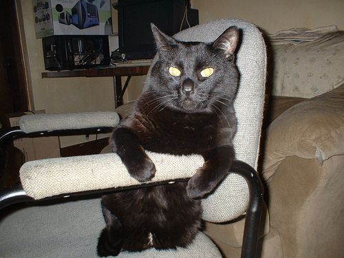Прикольные коты на среду! ОЧЕНЬ МНОГО!