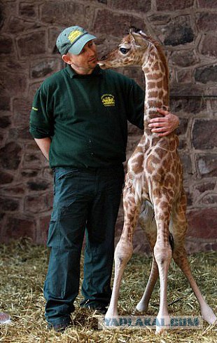 Жираф и человек - братья навек