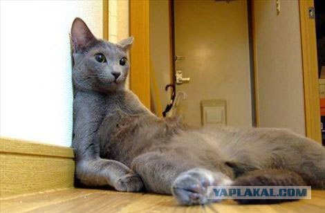 Котовторник  на  ЯПлакалъ