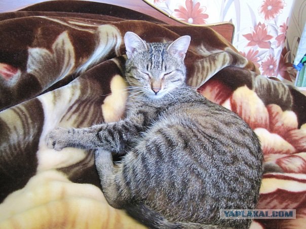Кошкины истории со счастливым концом