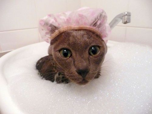Сонный Котовторник