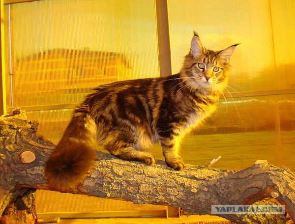 Профессиональный котовторник