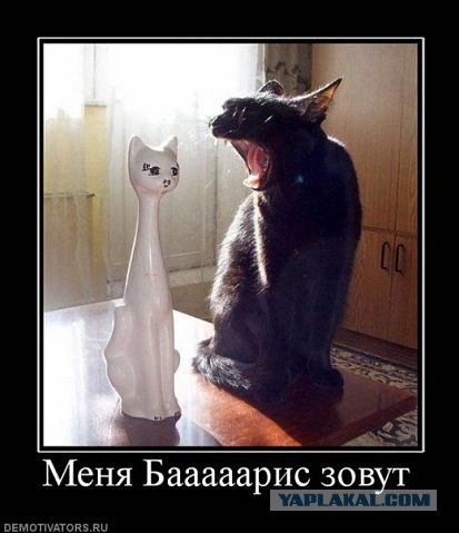 Котовторник так котовторник!