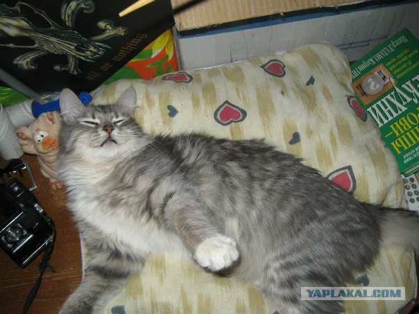 Котовторник 10.04.2012