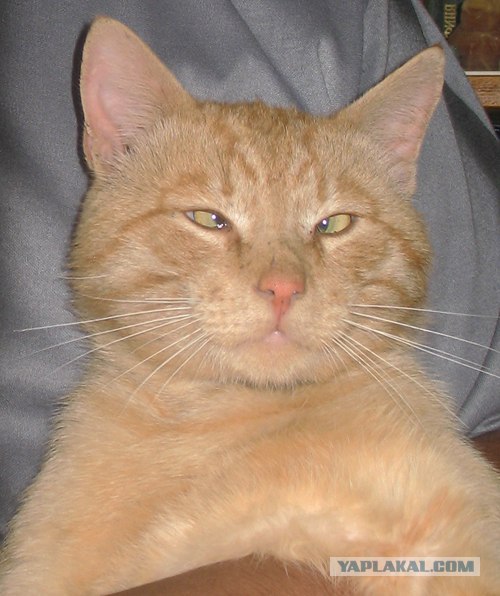 Котовторник 22.05.2012