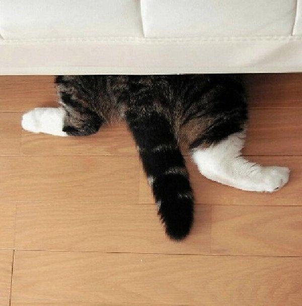 Прикольных котов пост