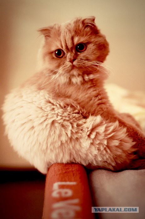 Котовторник 10. 07. 2012