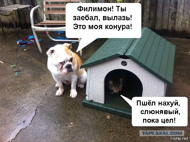 Хозяин тонет!