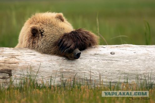 В Канаде смотрительница парка впервые за 8 лет поймала момент выхода из спячки медведя-гризли