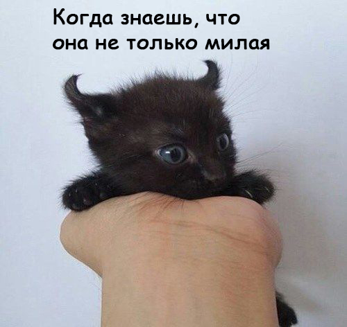 Женщины - они как кошки