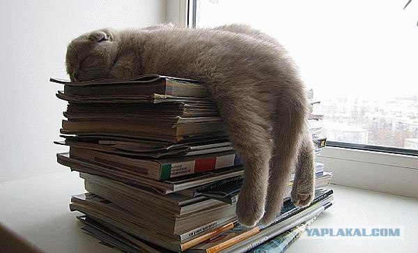 Кот и планкинг
