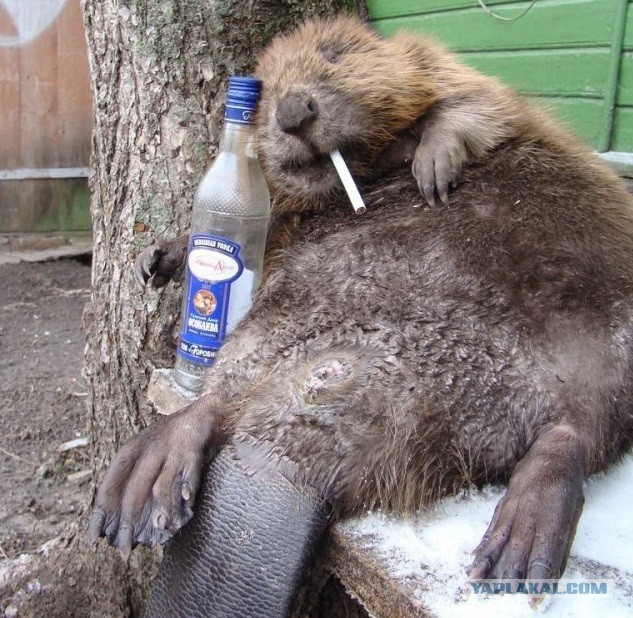 Бобёр, выдыхай!