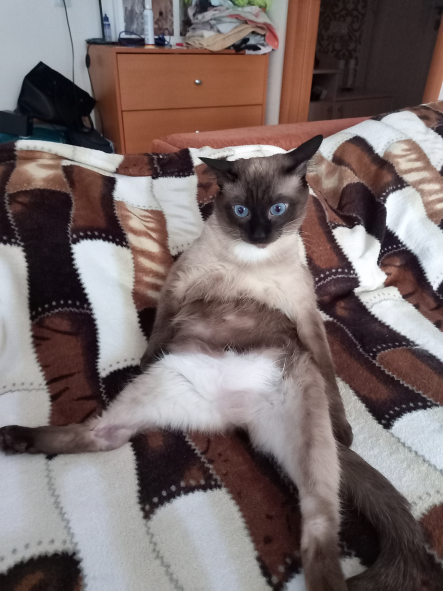 Котовторник 17.01.23