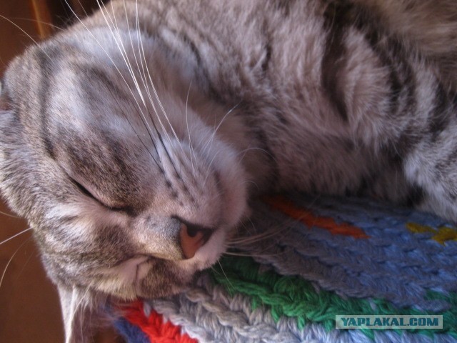 Котовторник 26.03.2013
