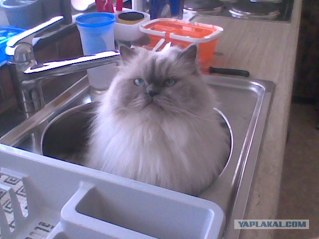 Котовторник 16.04.2013