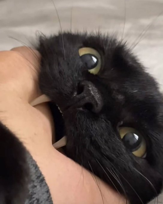Тёплое, лаповое к котовторнику.