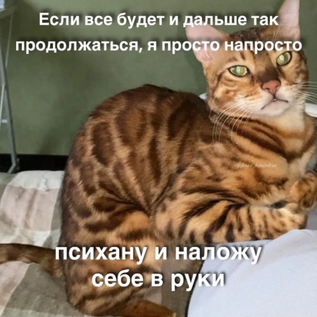К котовторнику: подборка картинок-баянов с котиками и про котиков. Выпуск 17