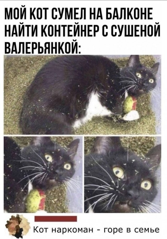 Подборка картинок-баянов с котиками и про котиков. Выпуск 34.