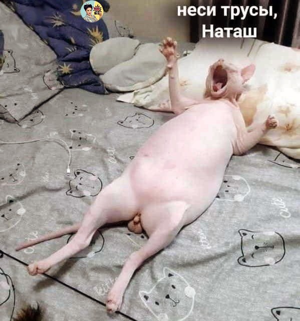 Котик ты не понял,,,