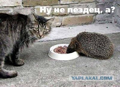 Чем ежики лучше кошек