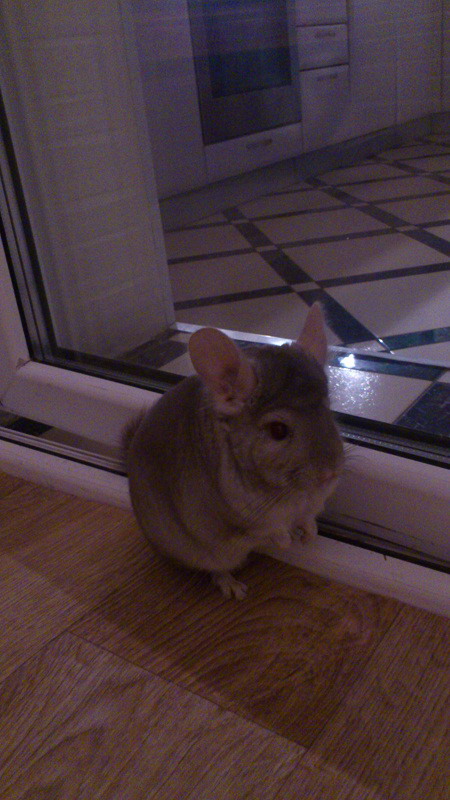 Почему президентом России должна быть ШИНШИЛЛА?