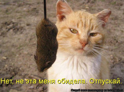 Веселые картинки? а так же комментарии)