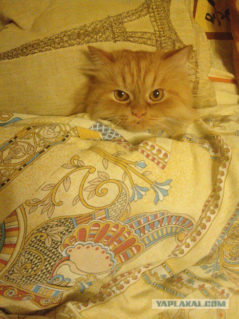 Котовторник  08.04.2014