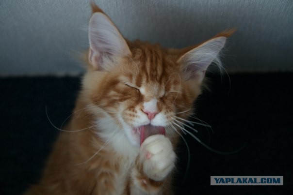 Котовторник   15.04.2014