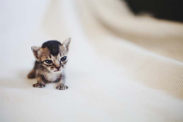 Про котенка. Грустная история.