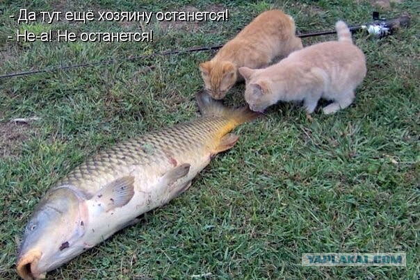 Картинки