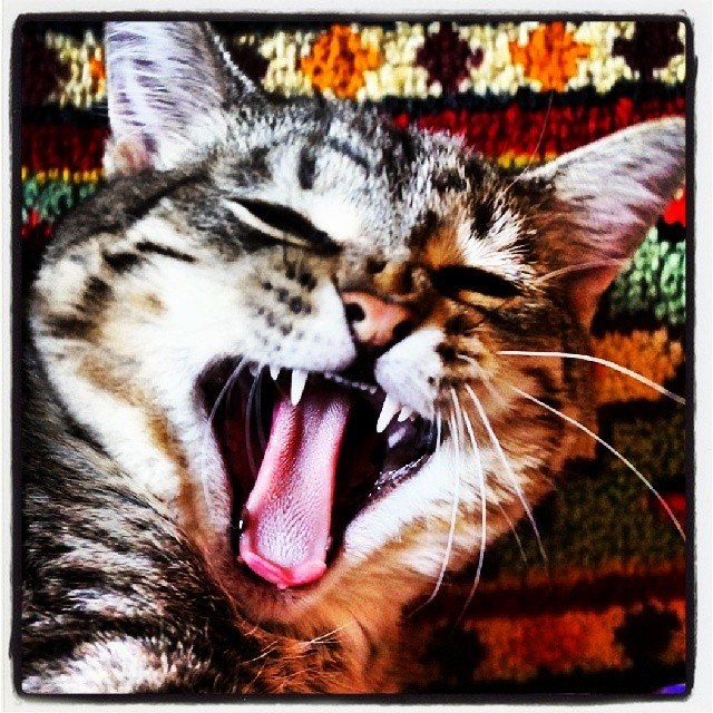 А у тебя есть фото твоей зевающей котейки ?