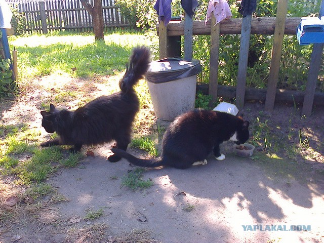 Котовторник 05.08.2014