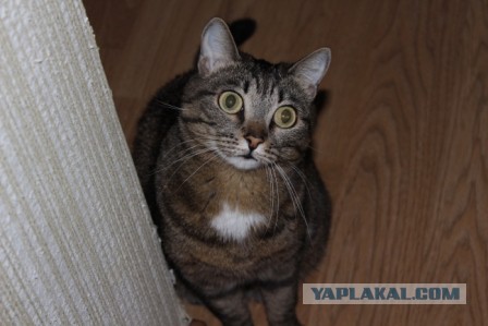 Котовторник 30.12.2014