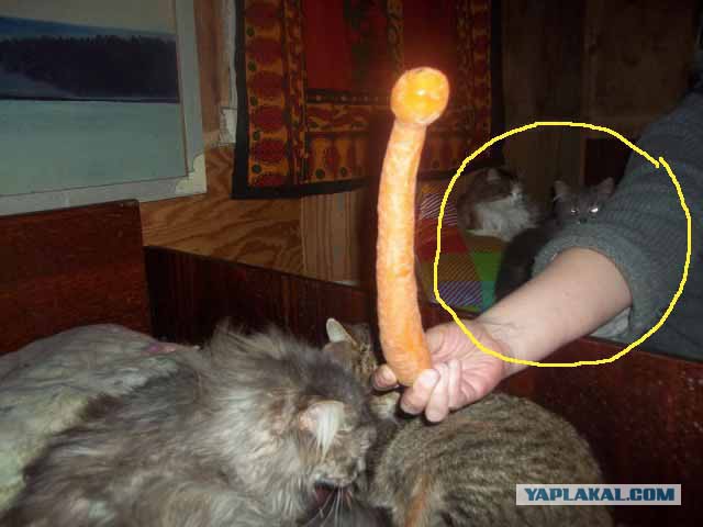 Жизнь домашнего приюта для котеек 49