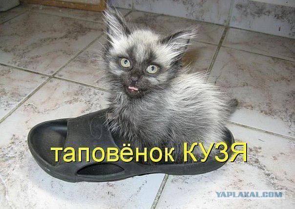 Прикольные картинки из сети