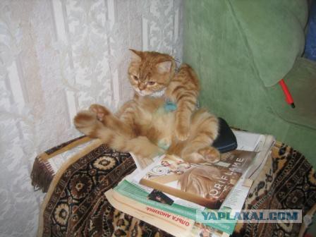 Котовторник 12.05.2015