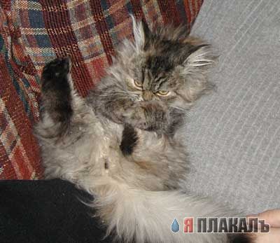Коты, кошки, котята