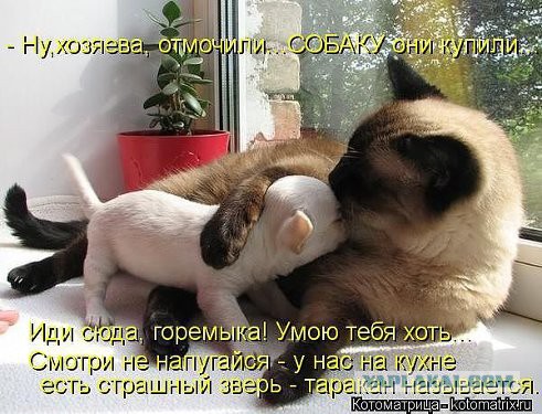 Жена завела сторожа на дачу