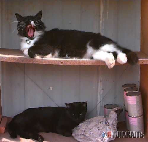 Коты, кошки, котята