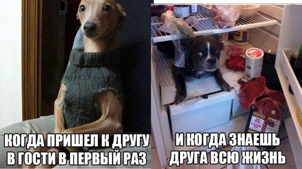 Веселые картинки