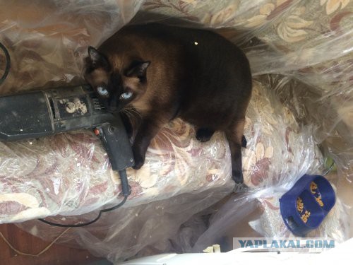 Про моего котика: нежного, злого, вредного