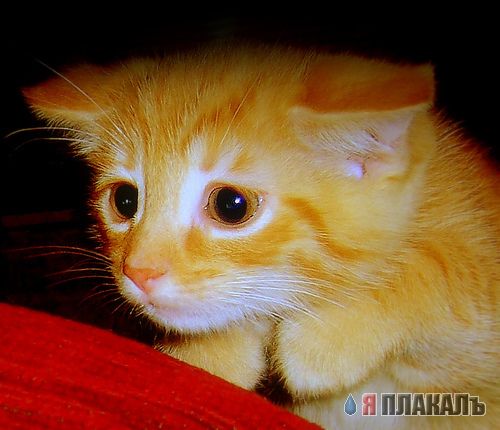 Народный котомет на фторинег