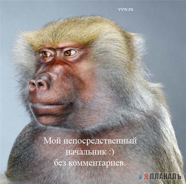 Офис в лицах (15 фото)